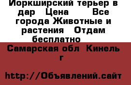 Йоркширский терьер в дар › Цена ­ 1 - Все города Животные и растения » Отдам бесплатно   . Самарская обл.,Кинель г.